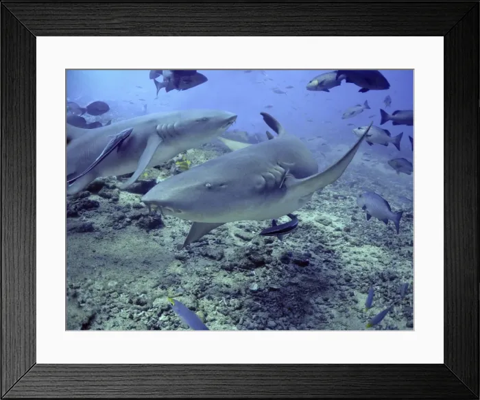 Framed Print : Tawney Nurse / Sleeper Sharks - Harmless unless molested Shark Reef Fiji Islands Framed Print : Tawney Nurse / Sleeper Sharks - Harmless unless molested Shark Reef Fiji Islands