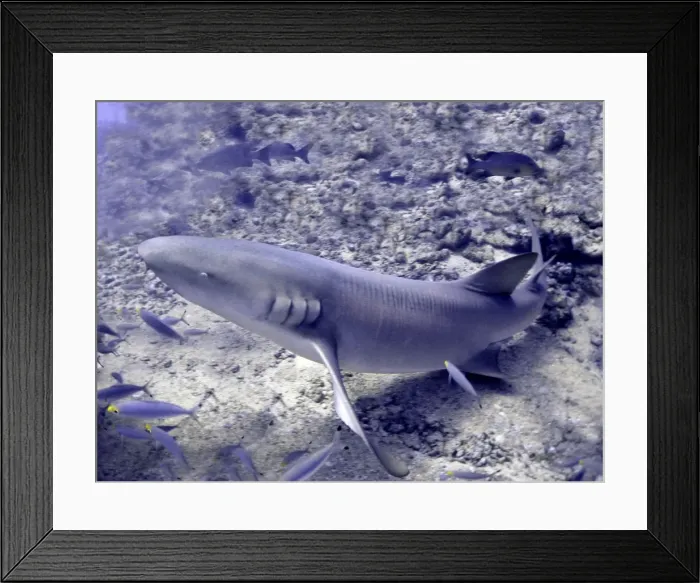 Framed Print : Tawney Nurse / Sleeper Shark Shark Reef, Fiji Islands Framed Print : Tawney Nurse / Sleeper Shark Shark Reef, Fiji Islands