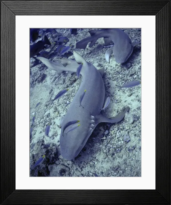 Framed Print : Tawney Nurse / Sleeper Shark Shark Reef, Fiji Framed Print : Tawney Nurse / Sleeper Shark Shark Reef, Fiji