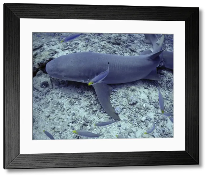 Framed Print : Tawney Nurse / Sleeper Sharks - Harmless unless molested, Grows to 3 meters Shark Reef, Fiji Islands Framed Print : Tawney Nurse / Sleeper Sharks - Harmless unless molested, Grows to 3 meters Shark Reef, Fiji Islands