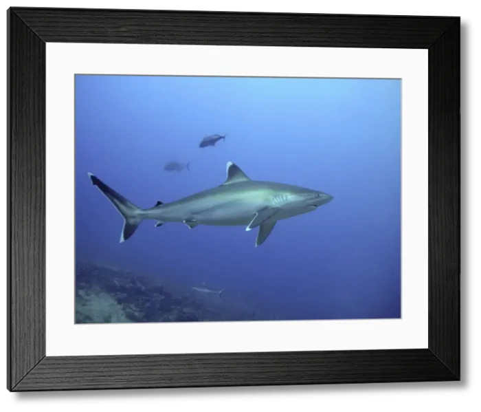 Framed Print : Silvertip Shark - potentially dangerous. Found Tropical Indo Pacific Shark Reef, Fiji Islands