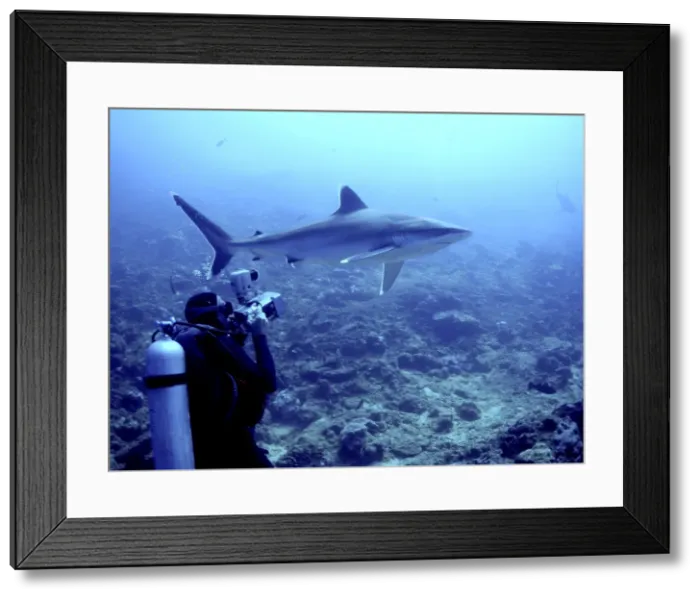 Framed Print : Silvertip shark - Camerman filming Silvertip, Potentially dangerous. Found around Indo Pacific tropical reefs. Shark reef, Fiji Islands Framed Print : Silvertip shark - Camerman filming Silvertip, Potentially dangerous. Found around Indo Pacific tropical reefs. Shark reef, Fiji Islands