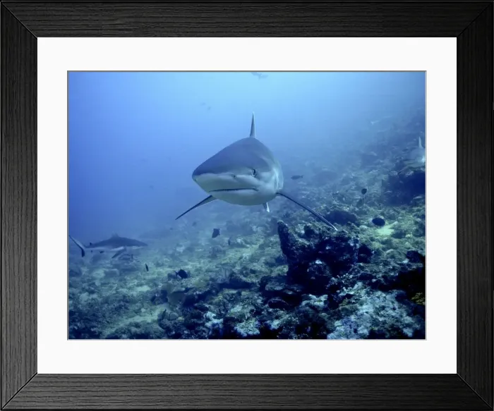 Framed Print : Silvertip Shark - Potentially dangerous, found around Indo Pacific tropical reefs Shark Reef, Fiji Islands Framed Print : Silvertip Shark - Potentially dangerous, found around Indo Pacific tropical reefs Shark Reef, Fiji Islands