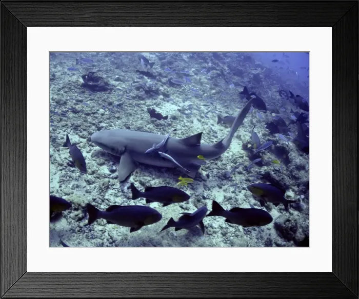 Framed Print : Tawney Nurse / Sleeper Shark - Ground feeding, harmless unless molested Shark Reef, Fiji Islands Framed Print : Tawney Nurse / Sleeper Shark - Ground feeding, harmless unless molested Shark Reef, Fiji Islands