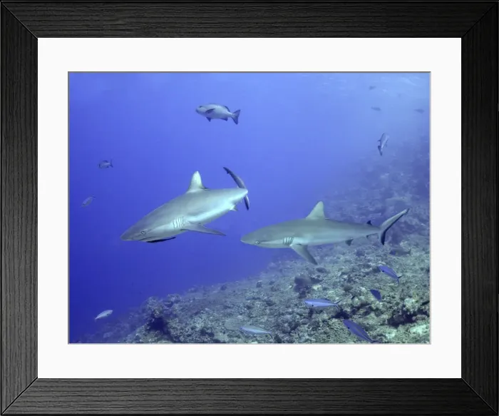 Framed Print : Grey Reef sharks - sometimes feeds in packs Shark reef, Fiji Islands Framed Print : Grey Reef sharks - sometimes feeds in packs Shark reef, Fiji Islands