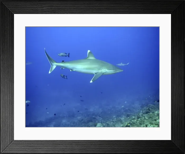 Framed Print : Silvertip Shark - potentially dangerous, feeds on smaller sharks, fish Shark Reef, Fiji Islands Framed Print : Silvertip Shark - potentially dangerous, feeds on smaller sharks, fish Shark Reef, Fiji Islands