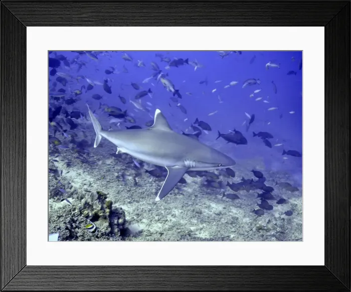 Framed Print : Silvertip Shark - potentially dangerous. feeds on smaller sharks, fish Shark reef, Fiji Islands Framed Print : Silvertip Shark - potentially dangerous. feeds on smaller sharks, fish Shark reef, Fiji Islands