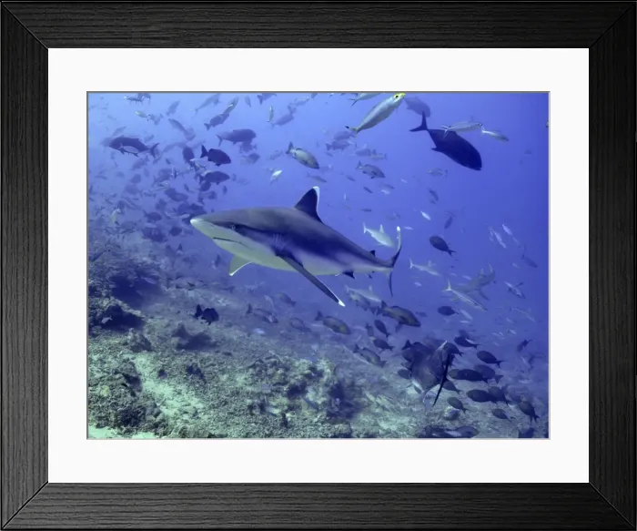Framed Print : Silvertip Shark - swimming through school of fish, potentially dangerous Shark Reef, Fiji Islands Framed Print : Silvertip Shark - swimming through school of fish, potentially dangerous Shark Reef, Fiji Islands