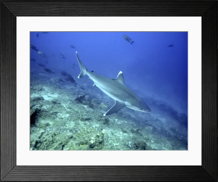 Framed Print : Silvertip Shark - Feeds on small sharks, rays, fish Shark Reef, Fiji Islands Framed Print : Silvertip Shark - Feeds on small sharks, rays, fish Shark Reef, Fiji Islands