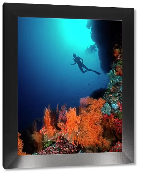Coral Reef - diver 30 meters down on drop off Coral cliff, North Horn, Osprey Reef, Coral Sea. Australia