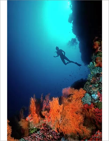Coral Reef - diver 30 meters down on drop off Coral cliff, North Horn, Osprey Reef, Coral Sea. Australia