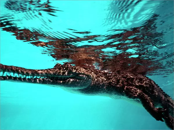 Crocodile, fresh water - resting on surface Gulf of Carpentaria, Australia