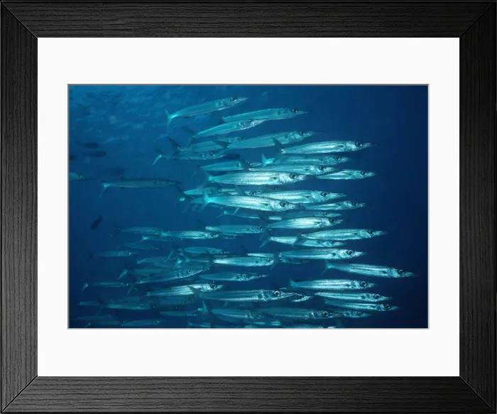 Framed Print : Bigeye Barracuda - A nocturnal hunter that schools during the day. Grows to 65cm. Papua New Guinea. Indo Pacific FIS-072 Framed Print : Bigeye Barracuda - A nocturnal hunter that schools during the day. Grows to 65cm. Papua New Guinea. Indo Pacific FIS-072