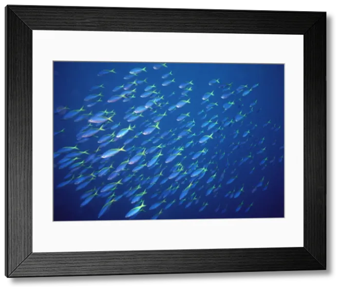 Framed Print : Yellow and Blueback Fusilier Fish - School. This species is found in many areas of tropical indo Pacific, feeding off the reef edge. Banda sea. Indonesia FIS-078 Framed Print : Yellow and Blueback Fusilier Fish - School. This species is found in many areas of tropical indo Pacific, feeding off the reef edge. Banda sea. Indonesia FIS-078