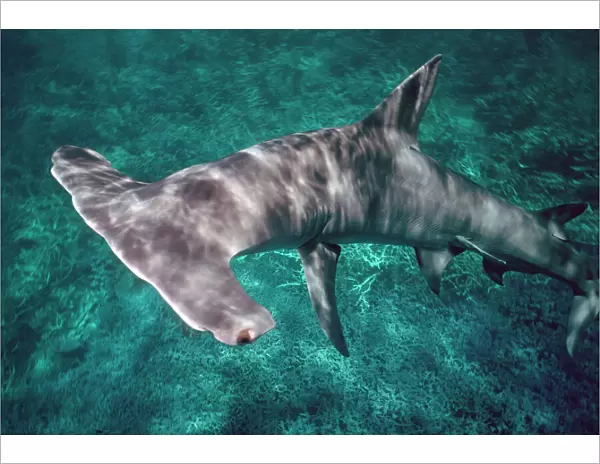 Great Hammerhead Shark - Can grow to 6 meters in length. They are found all around the tropical oceans but rarely seen. Coral Sea. Australia GHH-002