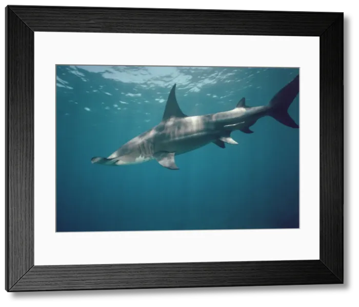 Framed Print : Great Hammerhead Shark - Swimming just below the surface. Can grow to 6 meters. found world wide but rarely seen. Bahama Islands GHH-004