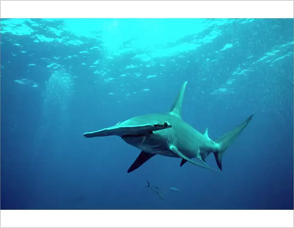 Great Hammerhead Shark - Science is still trying to discover the real reason for the strange head. It is believed to be benificial in hunting. Bahama Islands GHH-010