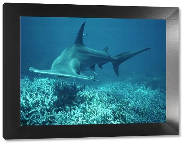 Great Hammerhead Shark - Swims towards the photographer. These sharks are considered dangerous. Coral Sea. Australia. world wide GHH-016