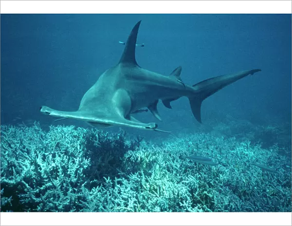 Great Hammerhead Shark - Swims towards the photographer. These sharks are considered dangerous. Coral Sea. Australia. world wide GHH-016