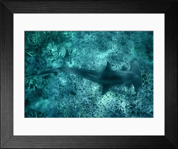 Framed Print : Great Hammerhead Shark - View from above. Attracted to fishermen cleaning their catch above, swims over coral garden looking for fish scraps. Coral Sea. Australia GHH-018 Framed Print : Great Hammerhead Shark - View from above. Attracted to fishermen cleaning their catch above, swims over coral garden looking for fish scraps. Coral Sea. Australia GHH-018
