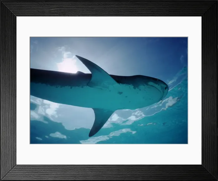 Framed Print : Tiger shark. Underwater, looking up at Tiger shark. Marion reef, Coral sea. Australia TIG-014 Framed Print : Tiger shark. Underwater, looking up at Tiger shark. Marion reef, Coral sea. Australia TIG-014