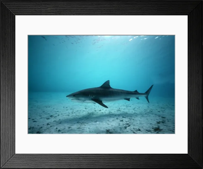 Framed Print : Tiger Shark - Shark swims in Coral sea lagoon. Coral sea. Australia TIG-017 Framed Print : Tiger Shark - Shark swims in Coral sea lagoon. Coral sea. Australia TIG-017