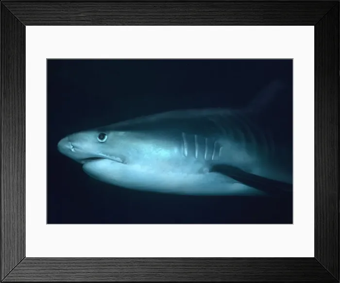 Framed Print : Tiger shark - Close shot of Tiger going by. Big black eye. Coral sea. Australia TIG-019 Framed Print : Tiger shark - Close shot of Tiger going by. Big black eye. Coral sea. Australia TIG-019