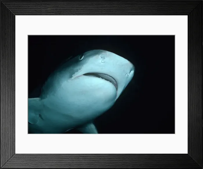 Framed Print : Tiger Shark - Tiger going overhead close. Coral sea. Australia. TIG-020