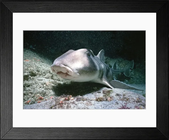 Framed Print : Port Jackson / Horned Shark - Close up showing small teeth New South Wales, Australia PJA-001 Framed Print : Port Jackson / Horned Shark - Close up showing small teeth New South Wales, Australia PJA-001