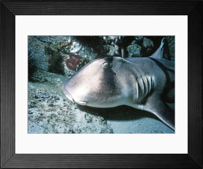 Framed Print : Port Jackson / Horned Shark - A shell eater, considered harmless to humans. Virtually a living fossil. Sydney Harbour. Australia PJA-002 Framed Print : Port Jackson / Horned Shark - A shell eater, considered harmless to humans. Virtually a living fossil. Sydney Harbour. Australia PJA-002