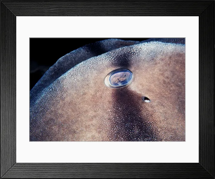Framed Print : Port Jackson / Horned Shark - Close up of eye and skin of shark. Note the raised abrasive skin pattern. Sydney Harbour, Australia PJA-003 Framed Print : Port Jackson / Horned Shark - Close up of eye and skin of shark. Note the raised abrasive skin pattern. Sydney Harbour, Australia PJA-003