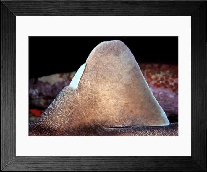Framed Print : Port Jackson / Horned Shark - Showing tusk or horn on dorsal fin. New South Wales. Australia PJA-004 Framed Print : Port Jackson / Horned Shark - Showing tusk or horn on dorsal fin. New South Wales. Australia PJA-004