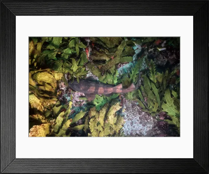 Framed Print : Blind Shark - Small species, less than 1 m. Endemic to south easterh Australia. Has very small eye, looks blind. New South Wales. Australia SHA-009 Framed Print : Blind Shark - Small species, less than 1 m. Endemic to south easterh Australia. Has very small eye, looks blind. New South Wales. Australia SHA-009