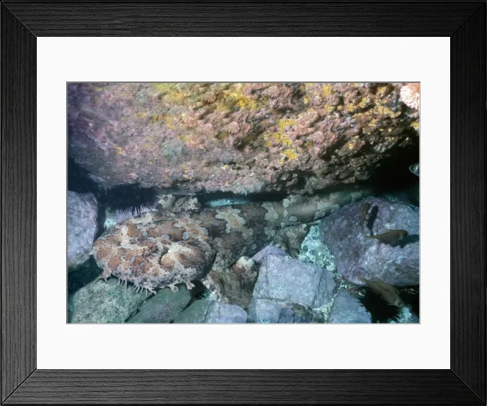 Framed Print : Ornate Wobbygong Shark - Normally found laying on sea floor, camouflaged, waiting for prey to come close. Divers have been bitten, Seal Rocks, New South Wales. Australia WOB-006 Framed Print : Ornate Wobbygong Shark - Normally found laying on sea floor, camouflaged, waiting for prey to come close. Divers have been bitten, Seal Rocks, New South Wales. Australia WOB-006