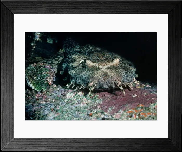 Framed Print : Spotted Wobbygong - Also called a Carpet shark because of the skin pattern. Mouth is well camouflaged. Seal Rocks, New South Wales. Australia WOB-007