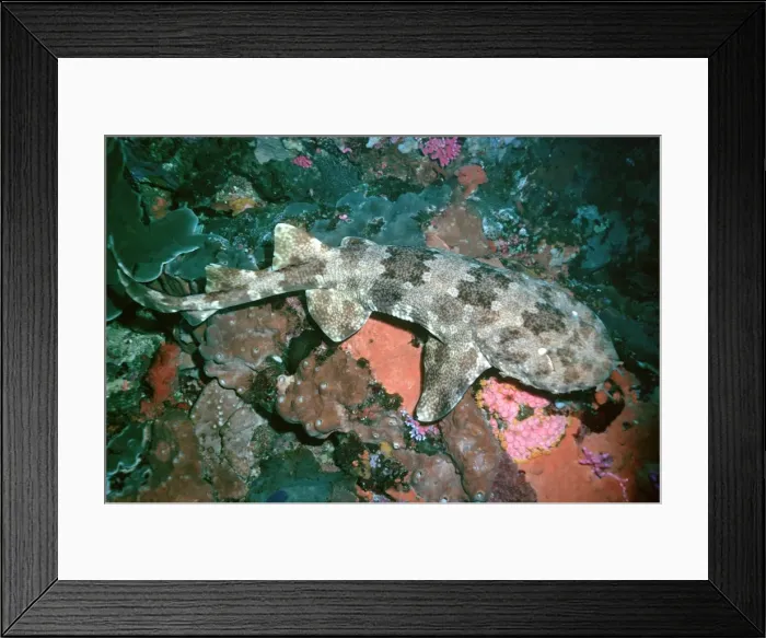 Framed Print : Northern Wobbygong - Found in sub tropical waters. Like other Wobbygong species, it lays about, waiting. Heron Island, Great Barrier Reef. Australia WOB-010 Framed Print : Northern Wobbygong - Found in sub tropical waters. Like other Wobbygong species, it lays about, waiting. Heron Island, Great Barrier Reef. Australia WOB-010