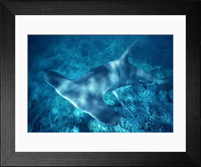 Framed Print : Great Hammerhead Shark - Feeds mainly on fish and sting rays. Can grow over 6m in length. Coral Sea. Australia GHH-020 Framed Print : Great Hammerhead Shark - Feeds mainly on fish and sting rays. Can grow over 6m in length. Coral Sea. Australia GHH-020