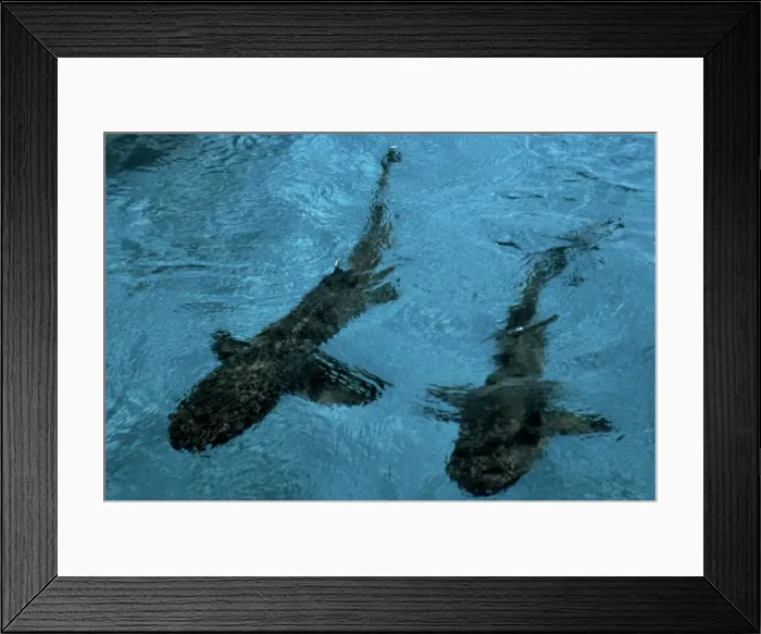 Framed Print : Whitetip Reef Sharks - swimming across the sand just under the surface. Coral Sea, Australia, Indo pacific Framed Print : Whitetip Reef Sharks - swimming across the sand just under the surface. Coral Sea, Australia, Indo pacific