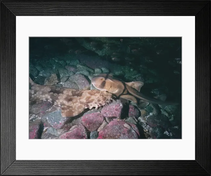 Framed Print : Port Jackson Shark and Wobbygong (Orectolobus ornatus)- These 2 sharks, are normally not very friendly. Wobbygongs often eat Port Jacksons but here they are not only sharing the same cave but nestling together Seal Rocks, NSW, Australia Framed Print : Port Jackson Shark and Wobbygong (Orectolobus ornatus)- These 2 sharks, are normally not very friendly. Wobbygongs often eat Port Jacksons but here they are not only sharing the same cave but nestling together Seal Rocks, NSW, Australia
