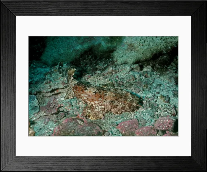 Framed Print : Spotted Wobbygong - This beautiful shark once hunted for its skin is now targeted for its flesh and without protection could dissapear from the NSW coast NSW. Australia