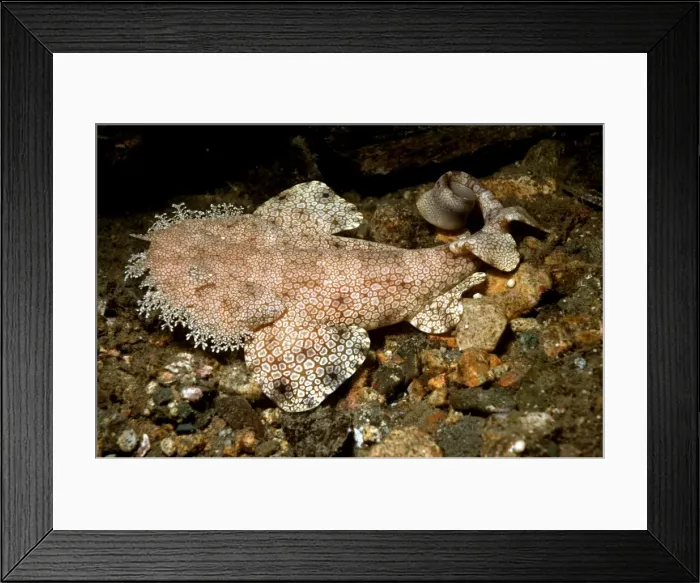 Framed Print : Tasseled Wobbygong Shark - Only found in the tropics this shark like it's southern cousins is a bottom dweller relying on camouflage to catch its prey. Great Barrier Reef, Australia Framed Print : Tasseled Wobbygong Shark - Only found in the tropics this shark like it's southern cousins is a bottom dweller relying on camouflage to catch its prey. Great Barrier Reef, Australia
