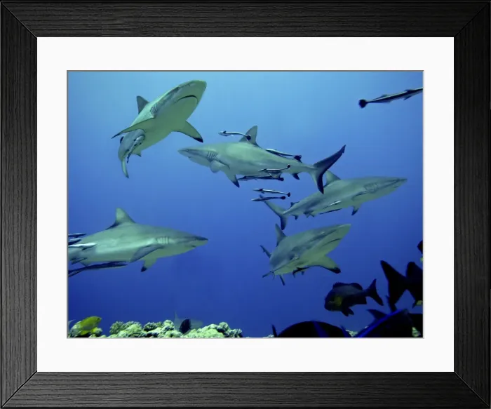 Framed Print : Grey Reef sharks - Gathering off the North Horn, Osprey Reef, Coral Sea, Australia Framed Print : Grey Reef sharks - Gathering off the North Horn, Osprey Reef, Coral Sea, Australia