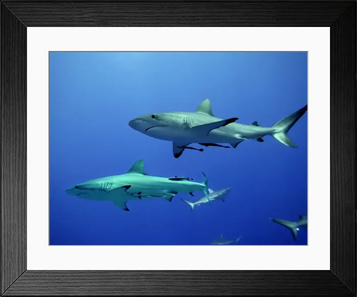 Framed Print : Grey Reef Sharks - Gathering off the North Horn, Osprey Reef, Coral Sea, Australia Framed Print : Grey Reef Sharks - Gathering off the North Horn, Osprey Reef, Coral Sea, Australia