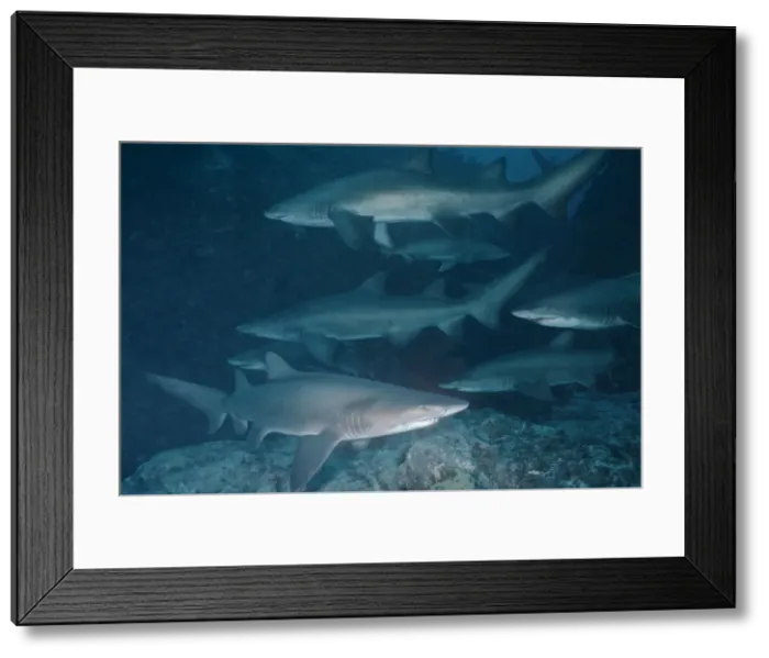 Framed Print : Grey Nurse Shark - School of sharks resting in their favourite location during daytime. They hunt at night. Seal Rocks. New South Wales. Australia GNS-002 Framed Print : Grey Nurse Shark - School of sharks resting in their favourite location during daytime. They hunt at night. Seal Rocks. New South Wales. Australia GNS-002