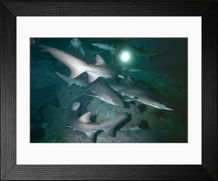 Framed Print : Grey Nurse Sharks - School of sharks resting in cave during the day. These sharks are becoming very rare and are near extincion off the east coast of Australia. Seal Rocks, New South Wales, Australia GNS-001 Framed Print : Grey Nurse Sharks - School of sharks resting in cave during the day. These sharks are becoming very rare and are near extincion off the east coast of Australia. Seal Rocks, New South Wales, Australia GNS-001