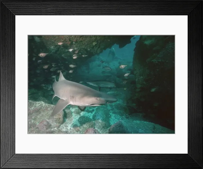 Framed Print : Grey Nurse Sharks - Sharks in cave. Grey Nurse off the east coast are becoming rare. Seal Rocks, New South Wales. Australia. GNS-003 Framed Print : Grey Nurse Sharks - Sharks in cave. Grey Nurse off the east coast are becoming rare. Seal Rocks, New South Wales. Australia. GNS-003