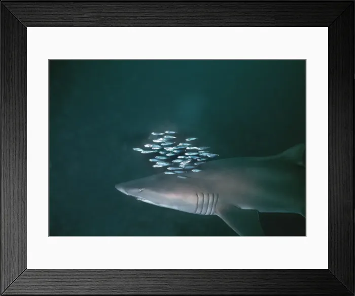 Framed Print : Grey Nurse Shark - Sharks are swimming with school of herring in 90 feet of water. Forster, New South Wales. Australia GNS-004 Framed Print : Grey Nurse Shark - Sharks are swimming with school of herring in 90 feet of water. Forster, New South Wales. Australia GNS-004