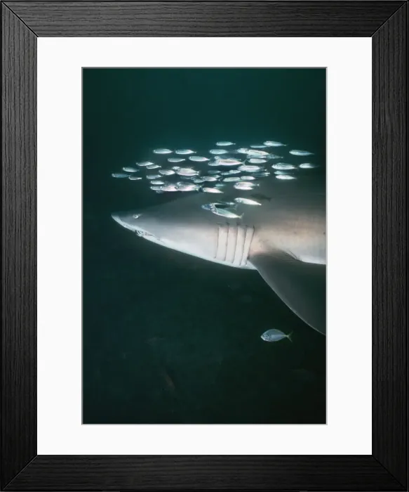 Framed Print : Grey Nurse Shark - Shark is swimming with school of Herring. This is not uncommon. Several fish species will accompany sharks. Forster, New South Wales. Australia GNS-005 Framed Print : Grey Nurse Shark - Shark is swimming with school of Herring. This is not uncommon. Several fish species will accompany sharks. Forster, New South Wales. Australia GNS-005