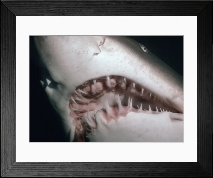 Framed Print : Grey Nurse Shark - Very close shot of Grey Nurse teeth. Seal Rocks, NSW. Australia GNS-011 Framed Print : Grey Nurse Shark - Very close shot of Grey Nurse teeth. Seal Rocks, NSW. Australia GNS-011