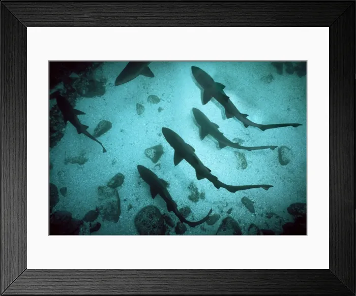 Framed Print : Grey Nurse Sharks - School of sharks drifting just above the sandy sea floor. This species maintains gas in stomach for neutral buoyancy. Seal Rocks. New South Wales. Australia. GNS-014 Framed Print : Grey Nurse Sharks - School of sharks drifting just above the sandy sea floor. This species maintains gas in stomach for neutral buoyancy. Seal Rocks. New South Wales. Australia. GNS-014